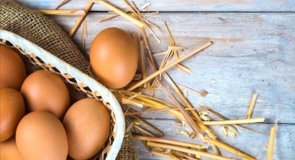 Eggs from Backyard Chickens: How to Protect Human Health and Avoid Drug Residues