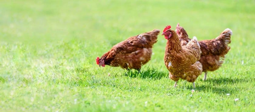 Heat Stress and Chickens