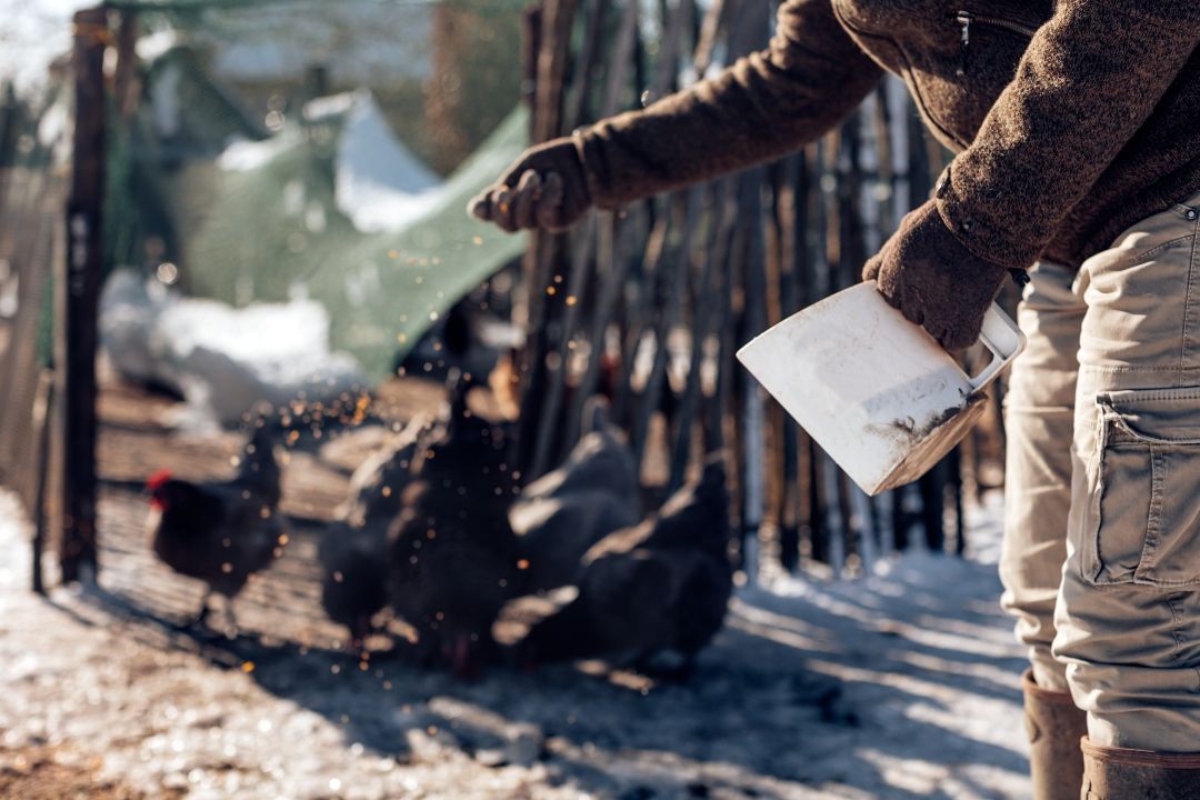 Holiday Treats  & Toxic Foods 