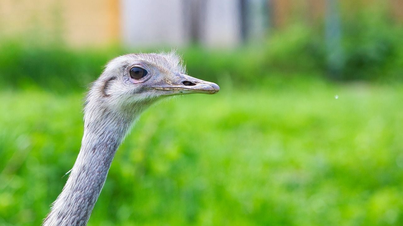 Think Bigger - Emus bring scope to backyard poultry