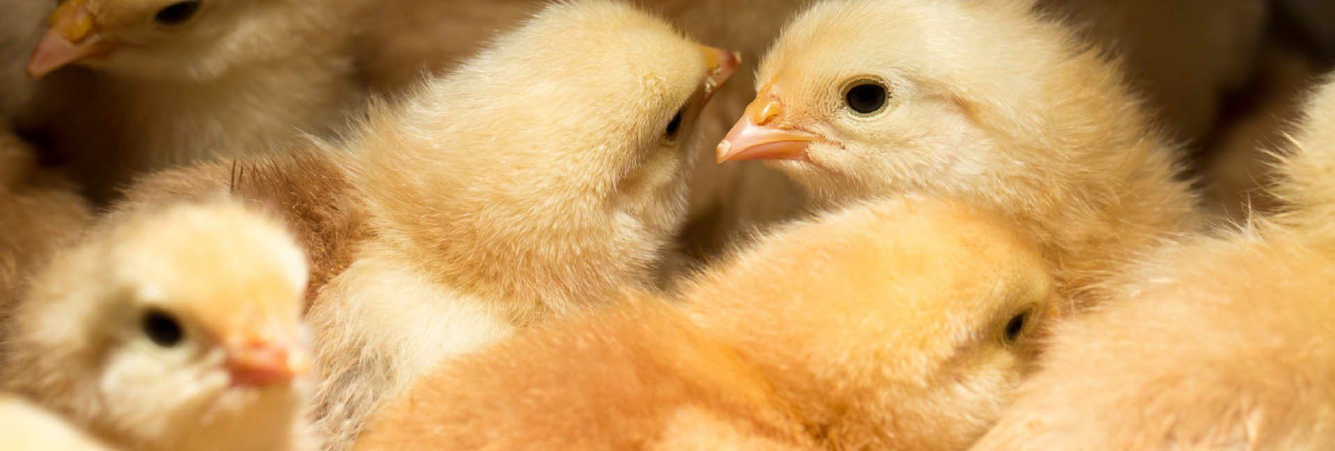 Vaccinating Strategies for Chicks