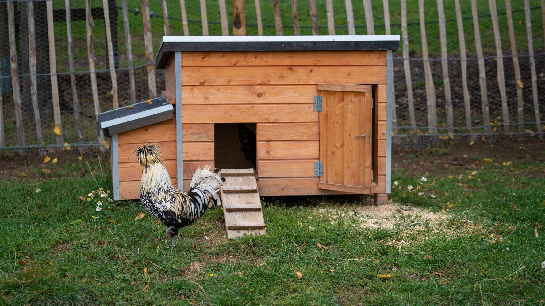 How to Winterize Your Chicken Coop