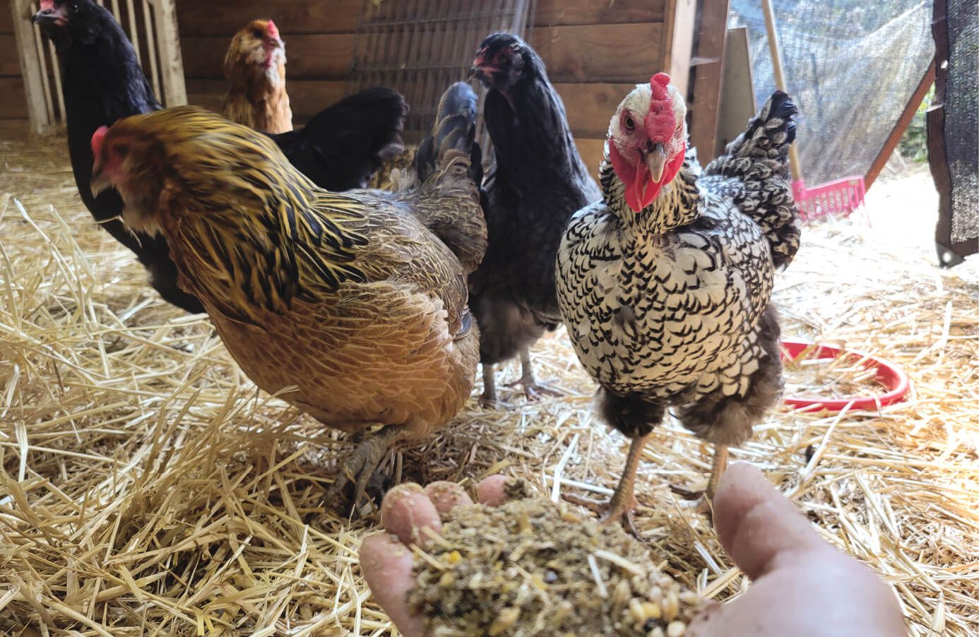 Keeping Chickens Comfy During Seasonal Changes