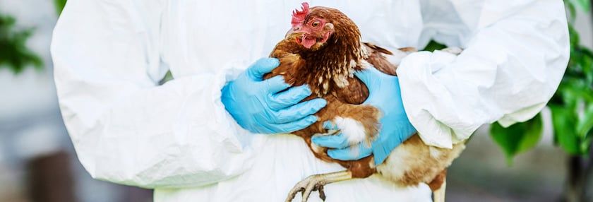 First Aid for Chickens