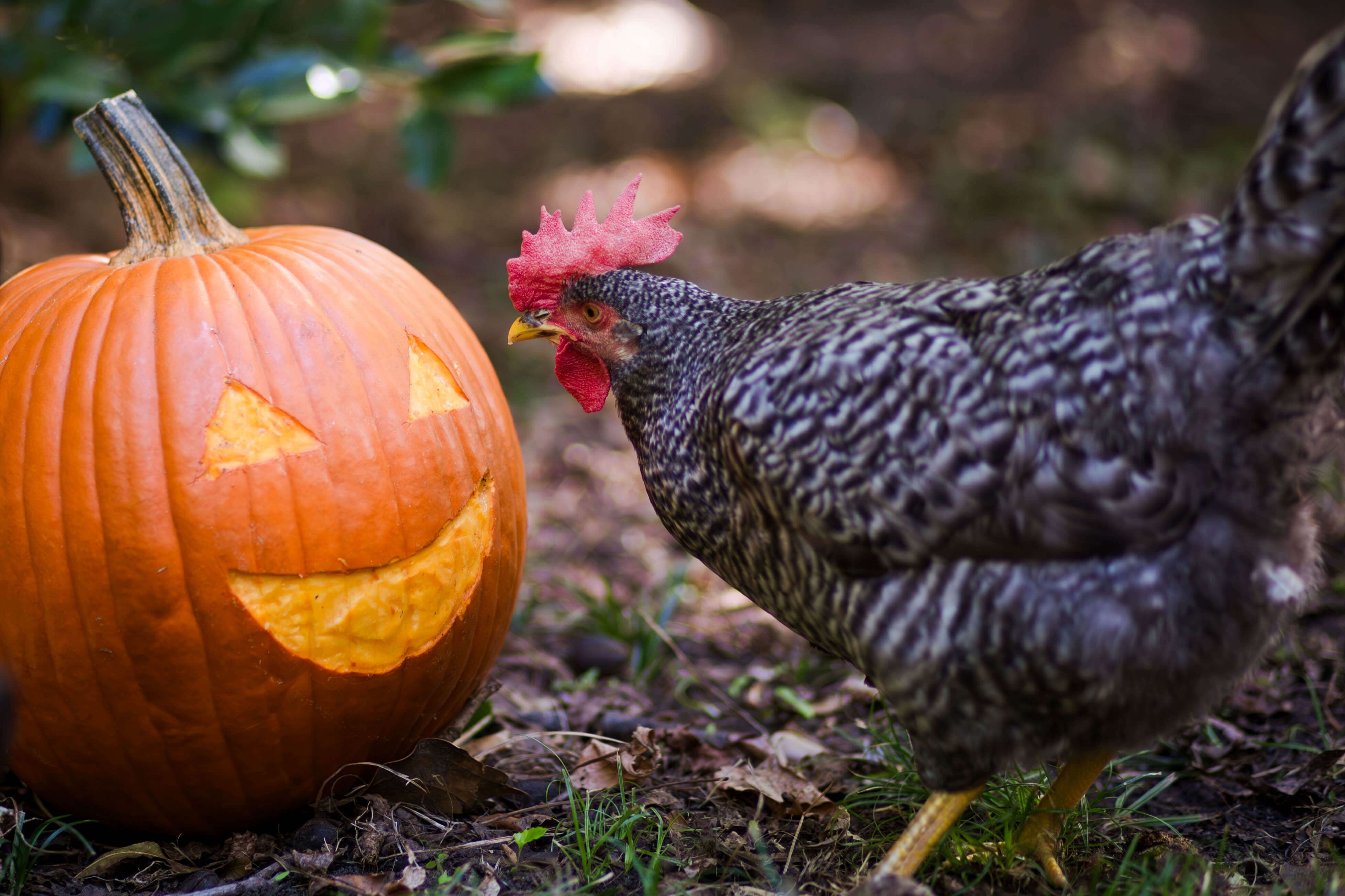Pumpkin Spice and Everything Nice