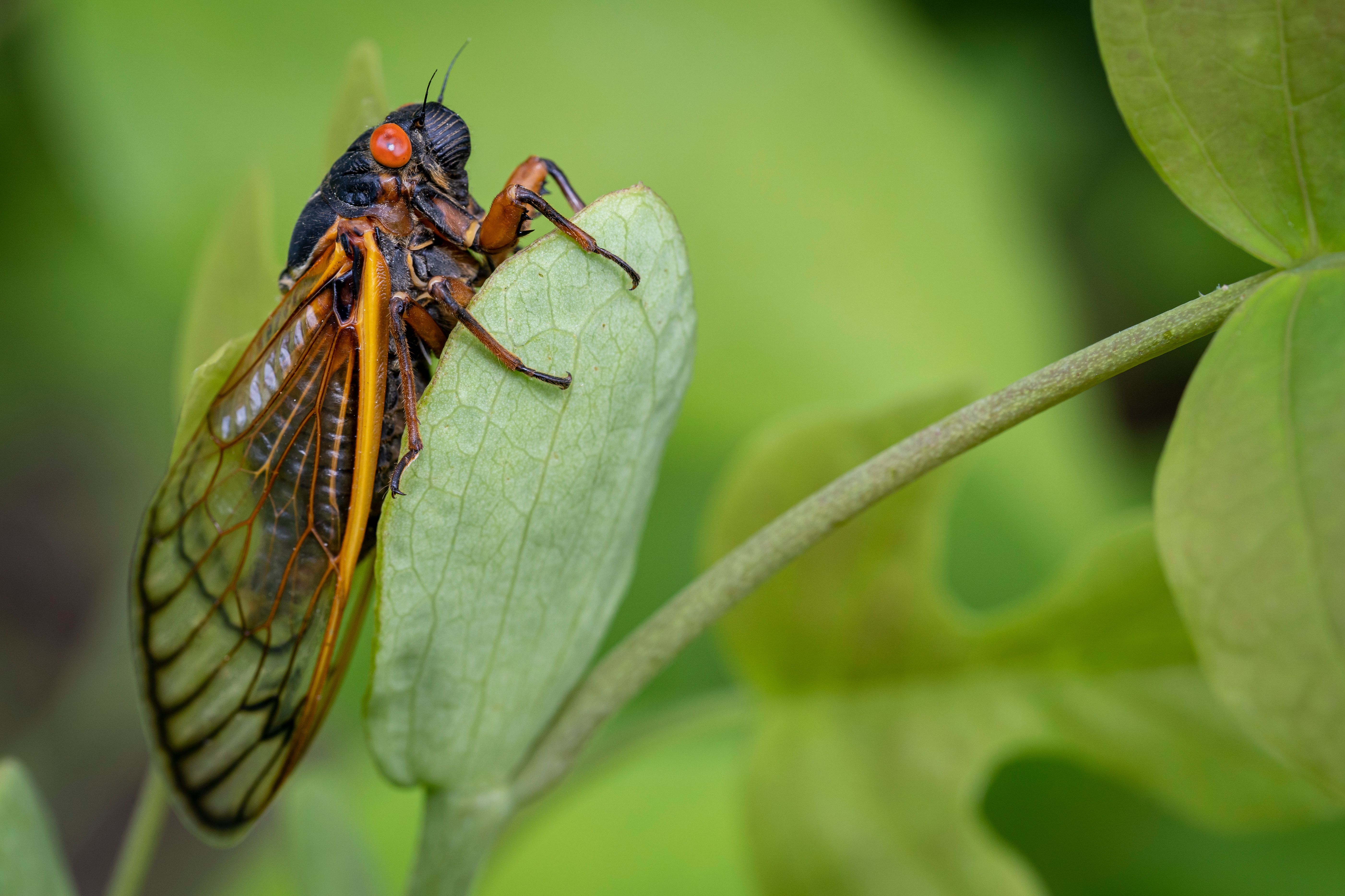 Preparing Your Chickens for the 2024 Cicada Invasion