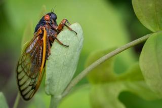 Preparing Your Chickens for the 2024 Cicada Invasion