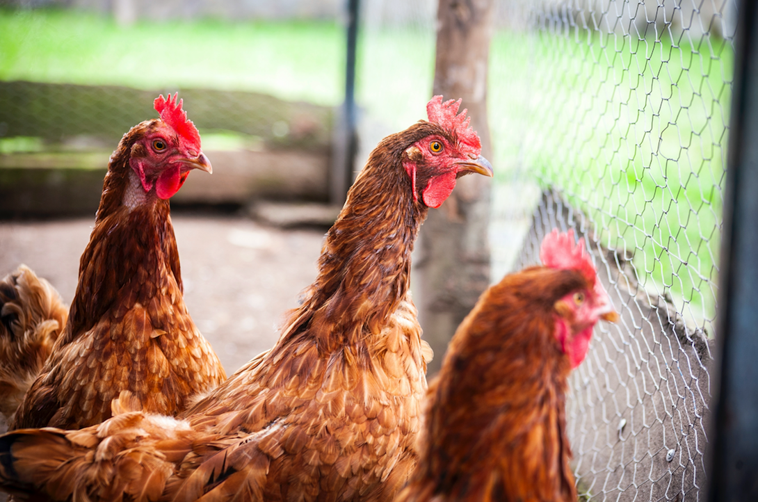 Benefits & Challenges of Raising Chickens in Urban Areas