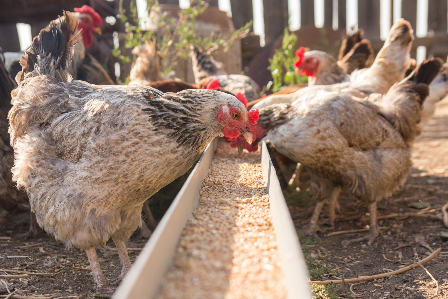 Advances in Poultry Nutrition
