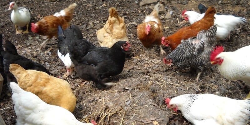 Keep Backyard Chickens Outside to Protect Your Family's Health