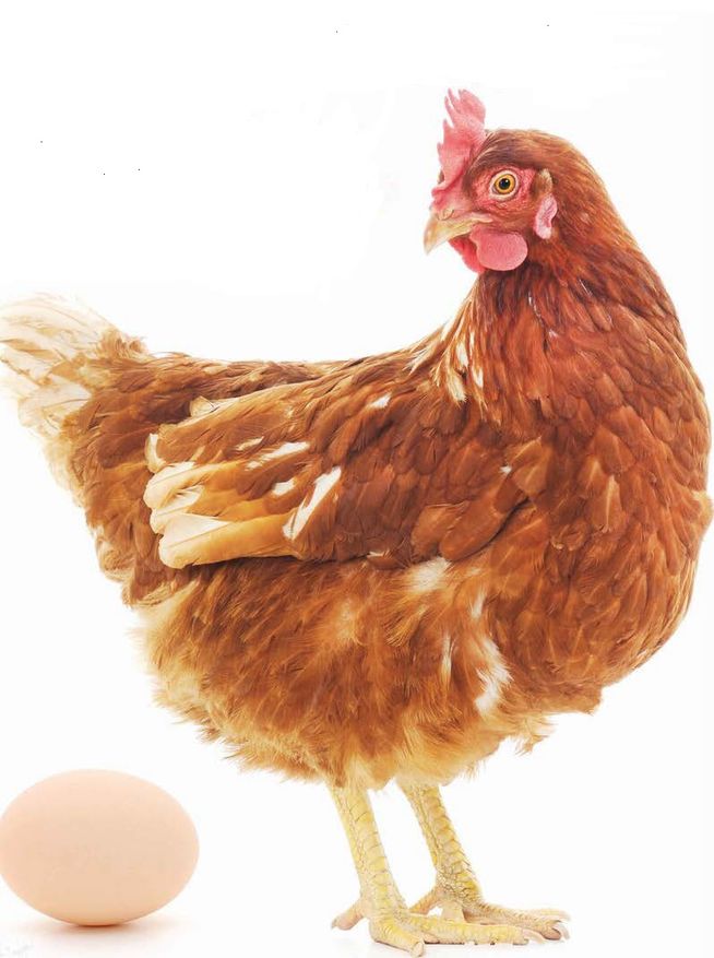 How to Process Chickens At Home