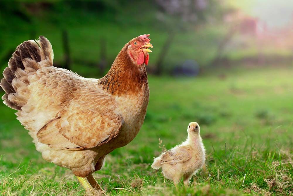 How to Care for Senior Chickens
