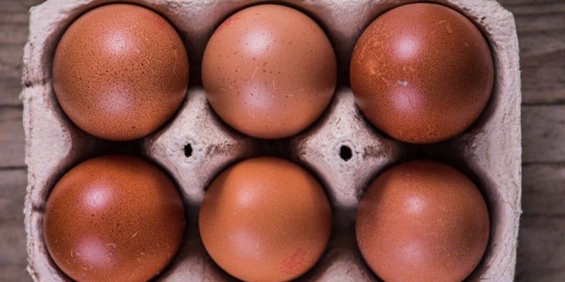 Marans and Their Dark Brown Eggs