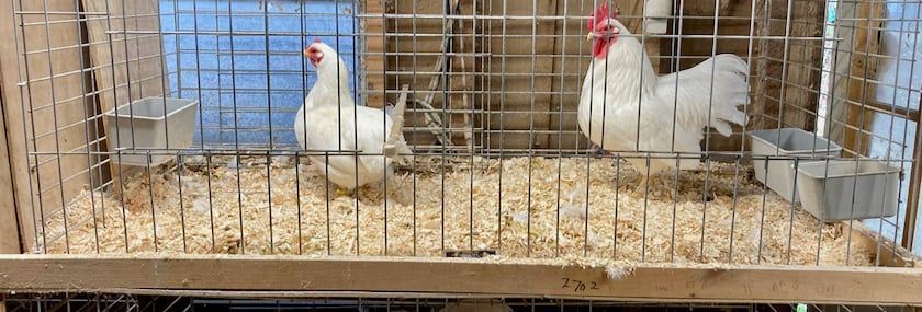 So,You Want to Breed Poultry?