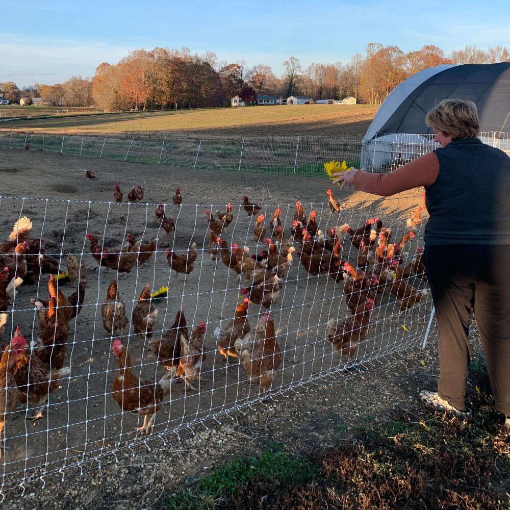 From Tobacco, to Flowers, to Poultry