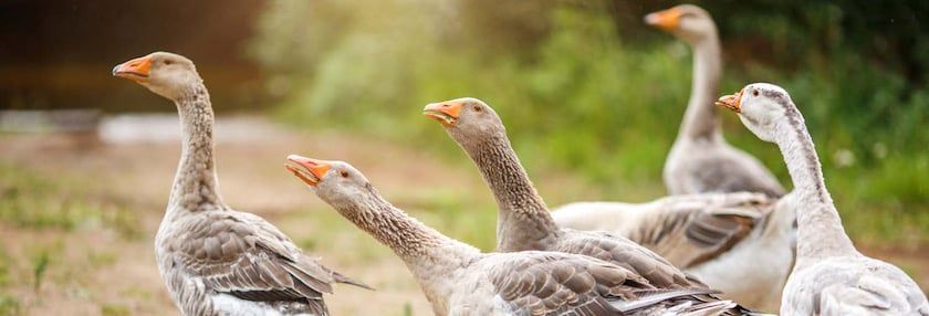 Geese: Beautiful, and Smart, Too