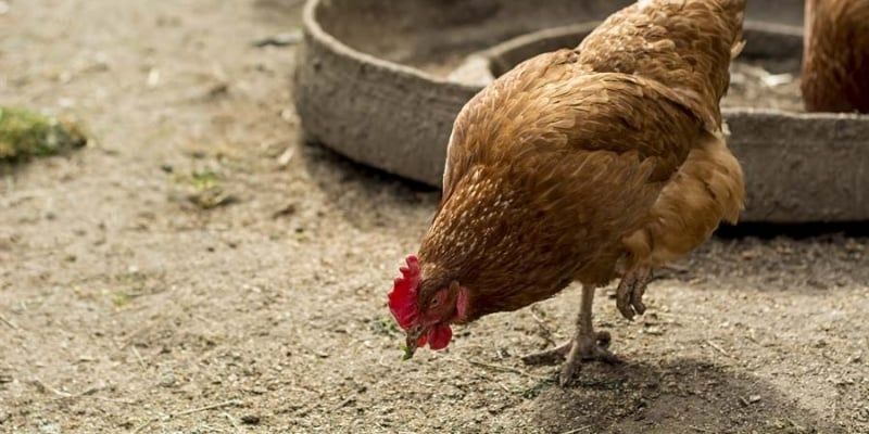 Chicken Digestion-A pellet’s perspective, Part I