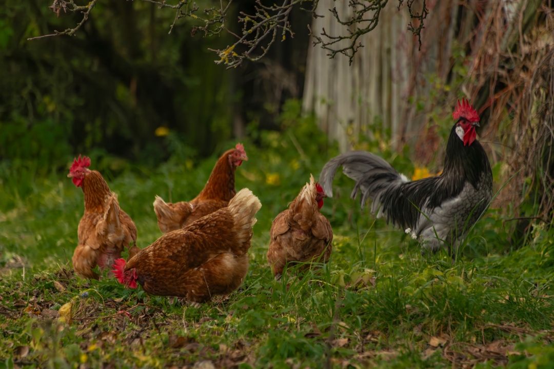 After the Chickens Have Had Their Fun