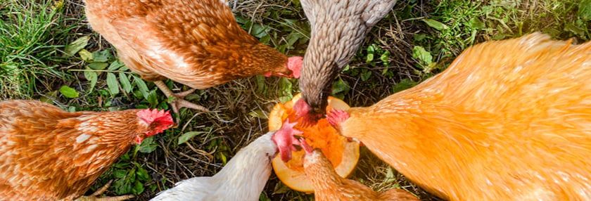 can chickens eat tobacco Tasty But Toxic