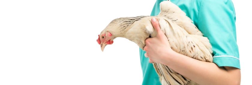 ‘Calling Doctor Chicken-Keeper’
