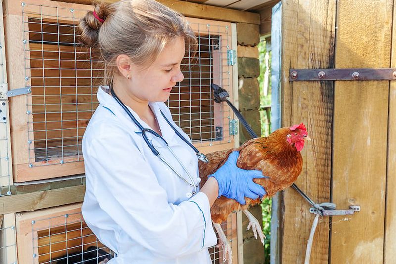 How to Identify Poultry Sick Birds and Cure Them