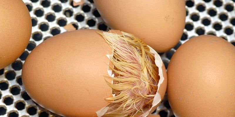 Incubation in the Classroom: Hatching chicks with your students