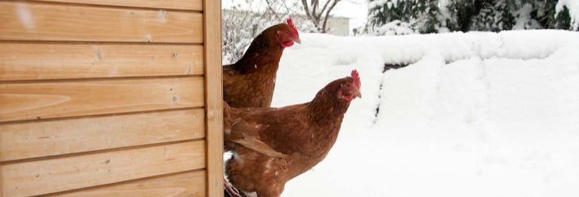 Six Chicken Coop Fixes for Winter