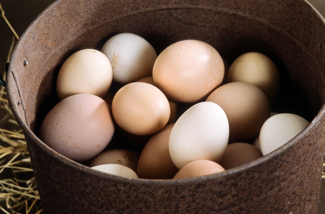 Colorful Egg Layers