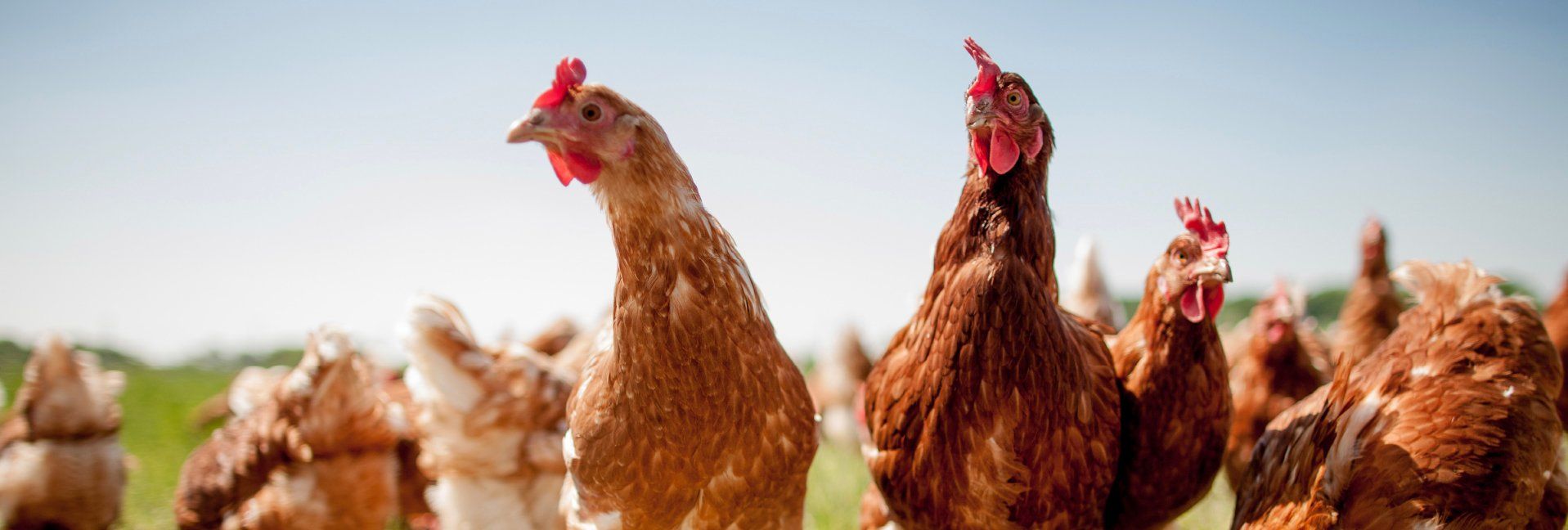 What’s the value of Chickens in reducing food waste?