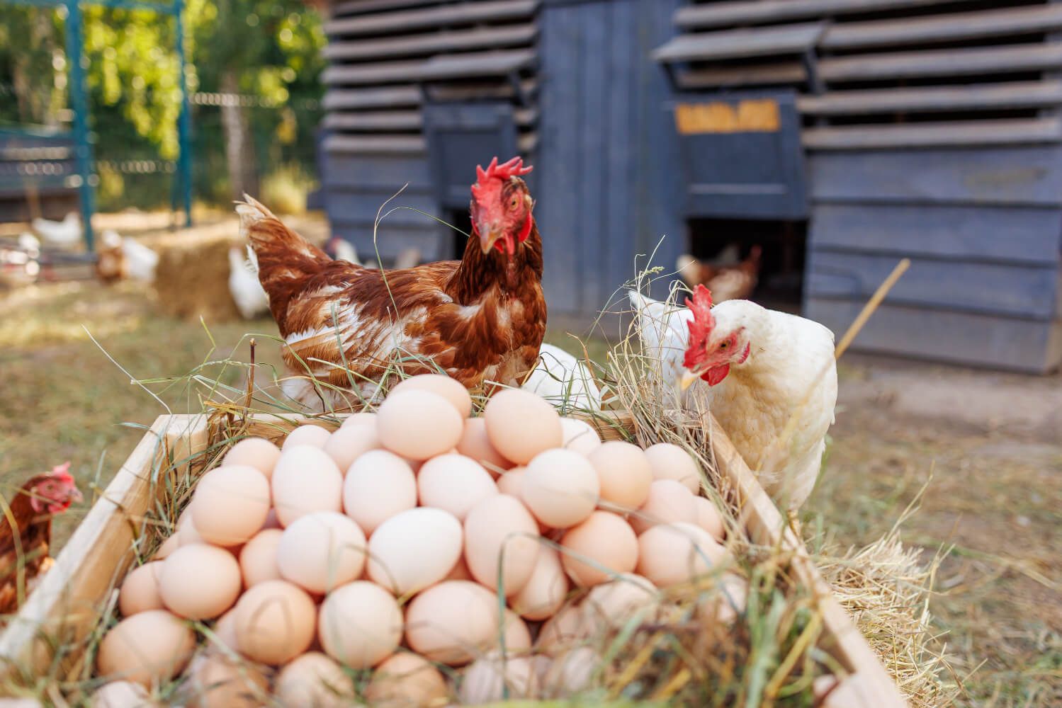 How Your Backyard Flock Can Bring You Income