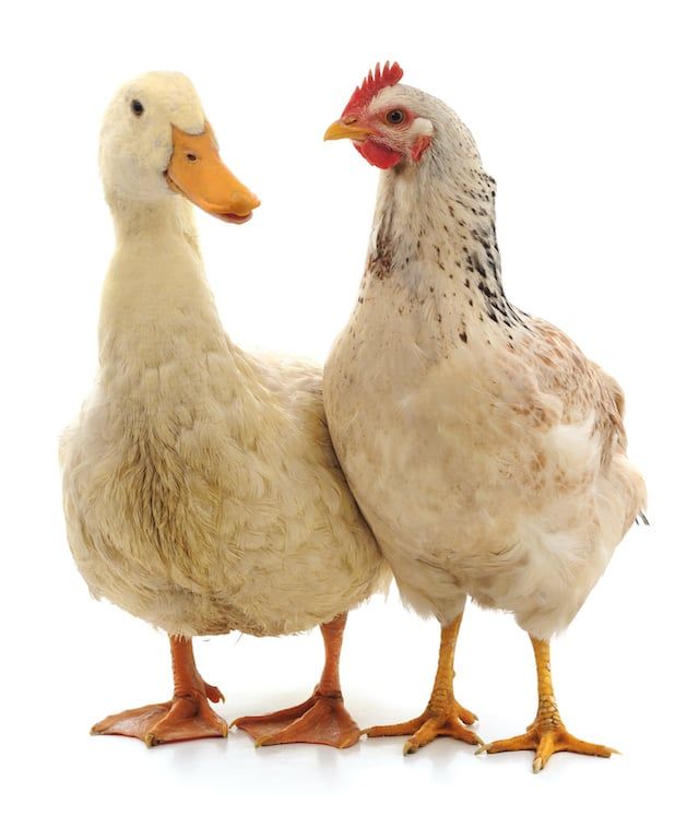 Chickens And Ducks—Together?