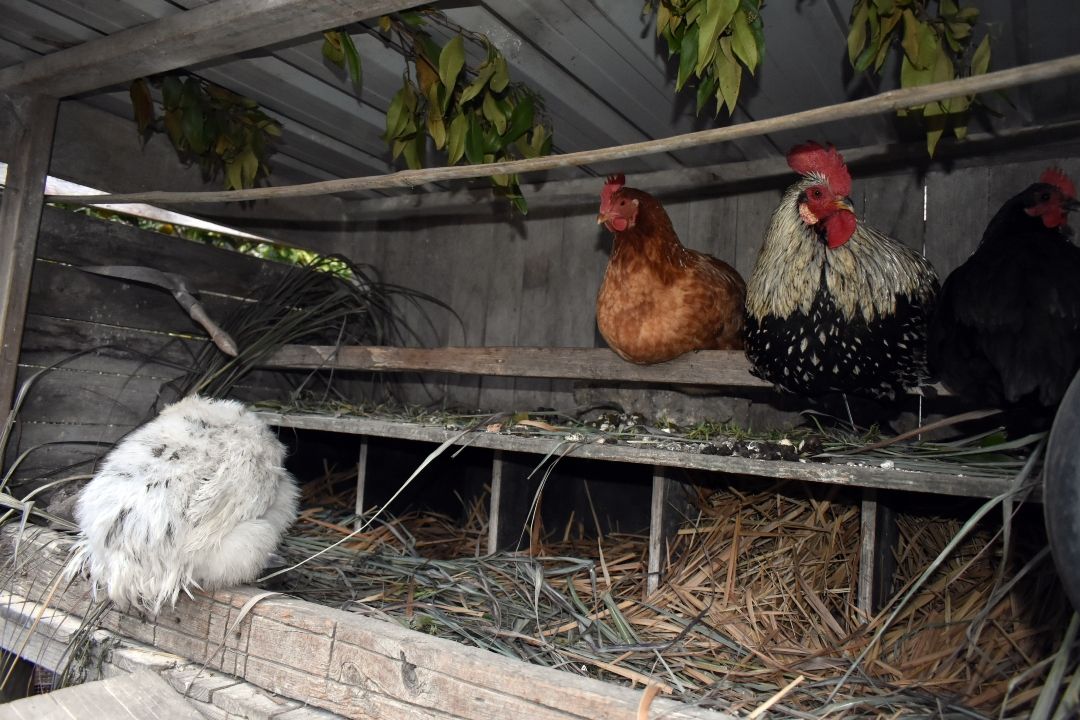 Build the Ultimate Chicken Playground