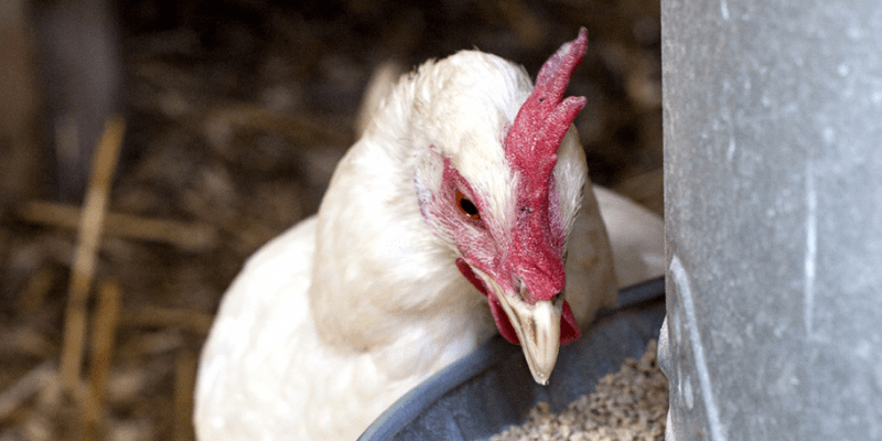 What You Should Know About Vitamin Supplementation for Your Flock