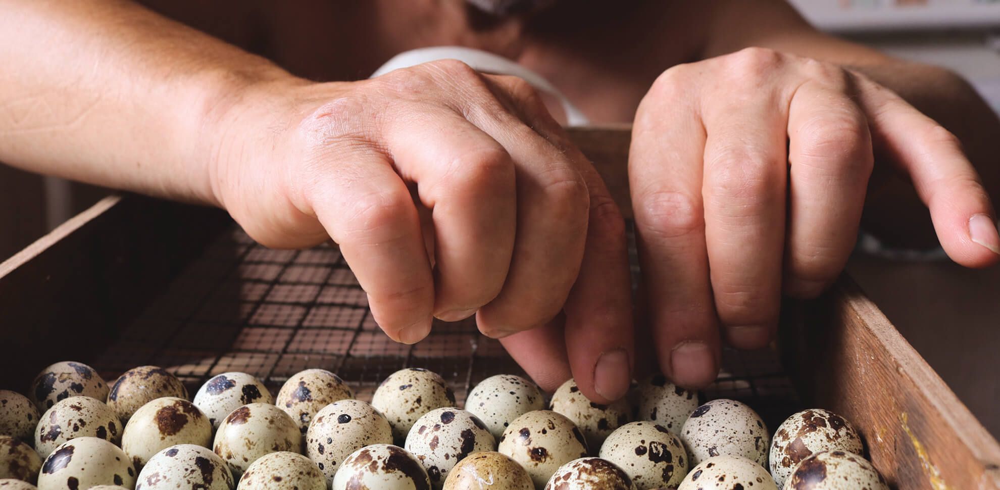 The Secrets to Achieving Consistent Quail Hatches