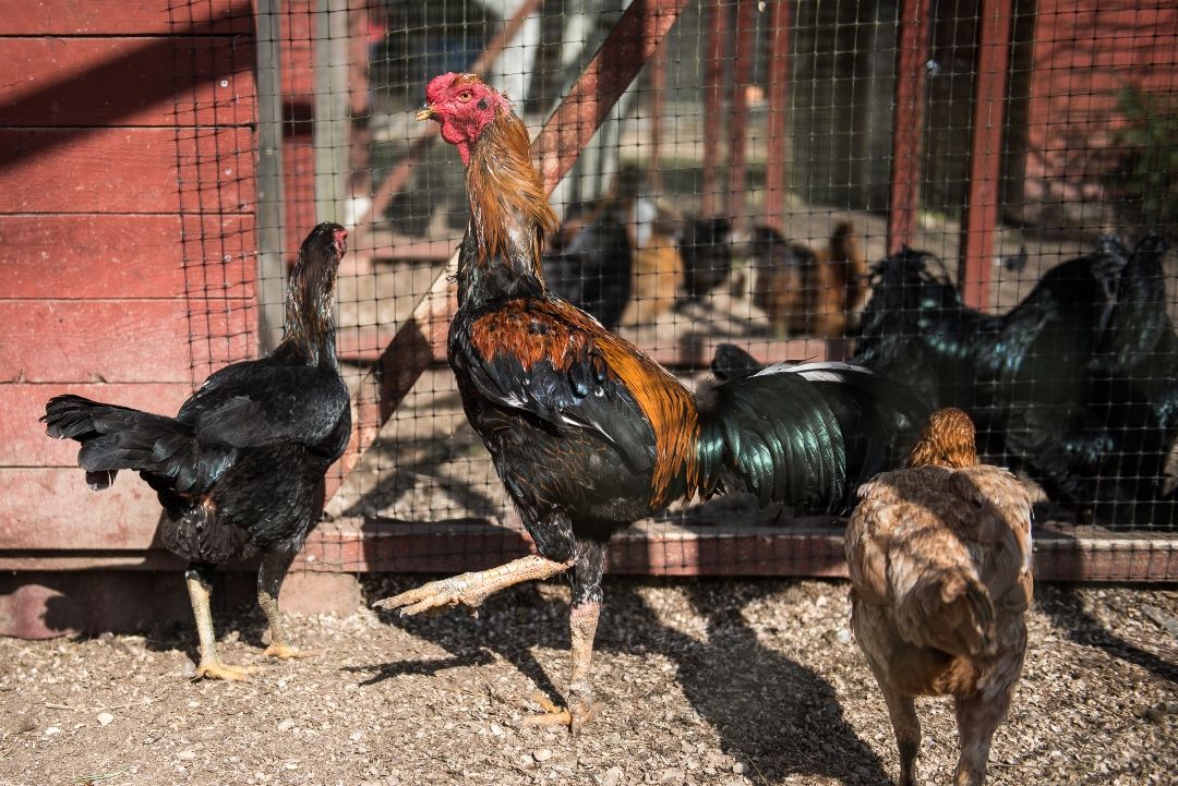 Batten Down the Coop