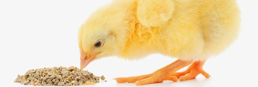 What’s the Best Poultry Diet?