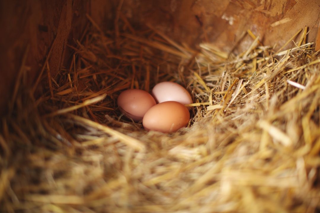 Why Egg Production Drops Off in the Fall