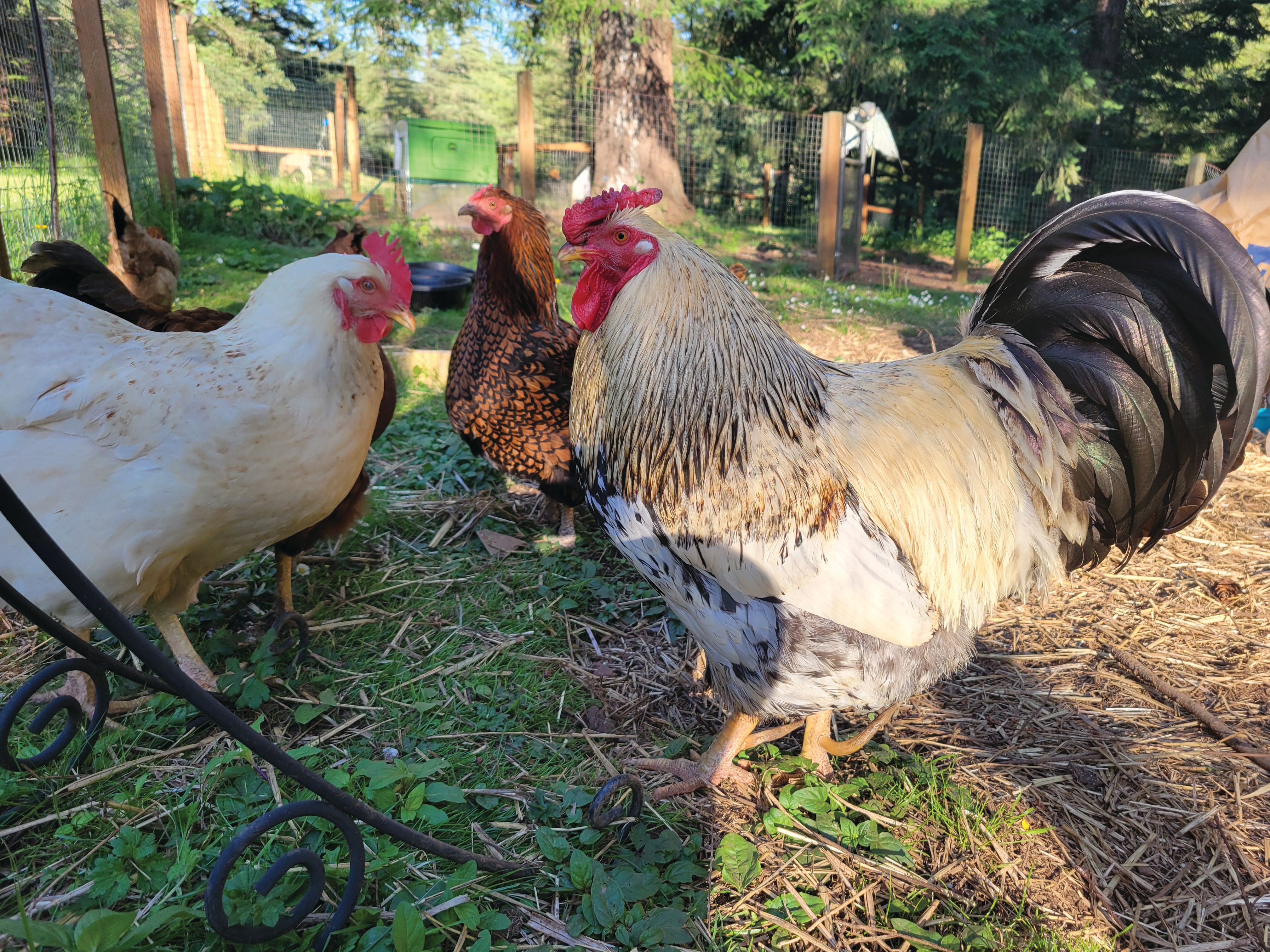 Salmonella Prevention for Backyard Chickens