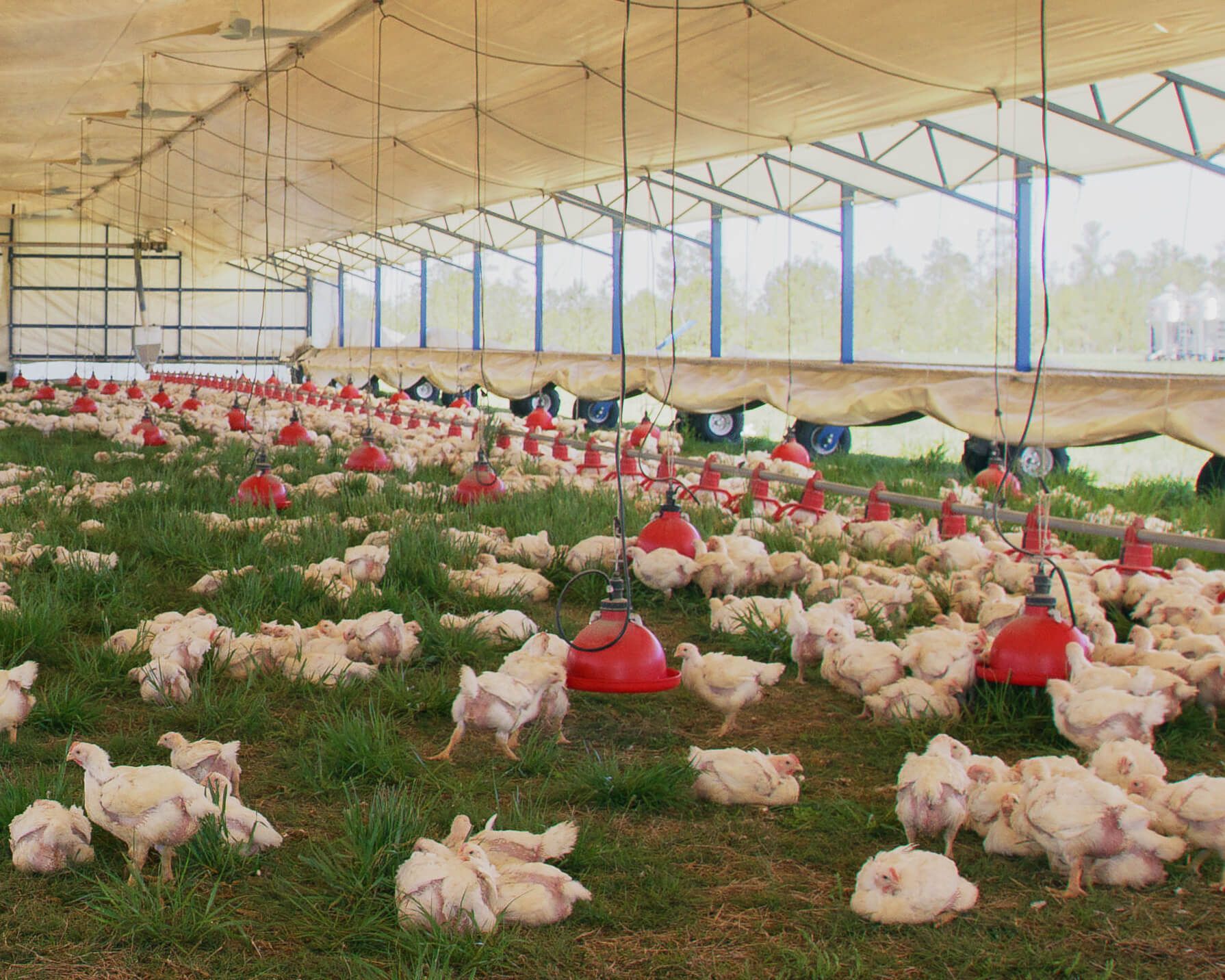 Solar Powered Chicken Coops for Sustainable Farming, image size:1790x1432
