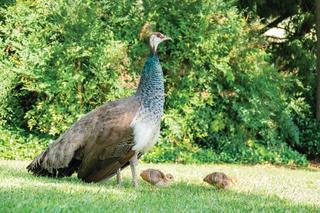 The Majestic Peafowl: Beauty Beyond Feathers