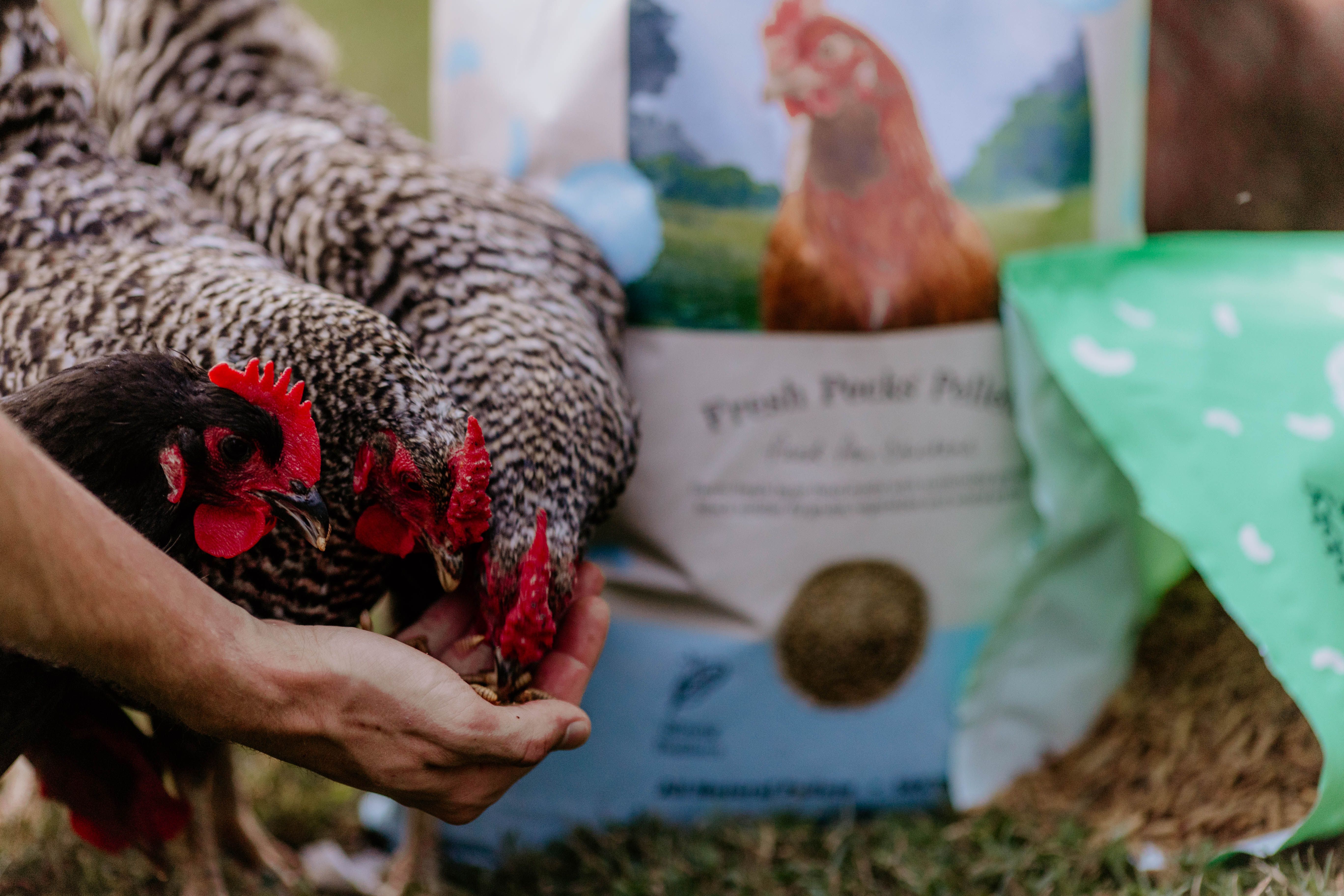 Nutritional Advantages of Black Soldier Fly Grubs 