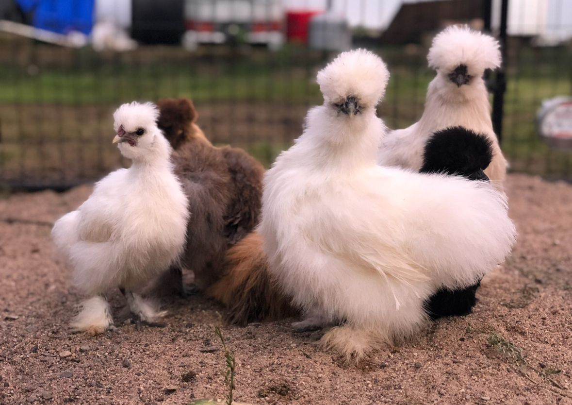 Miracle Cat Saves Escaped Silkie Chickens, image size:1179x834