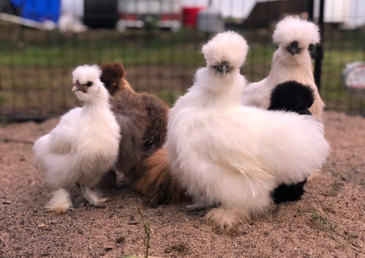 Thriving with Silkie Chickens