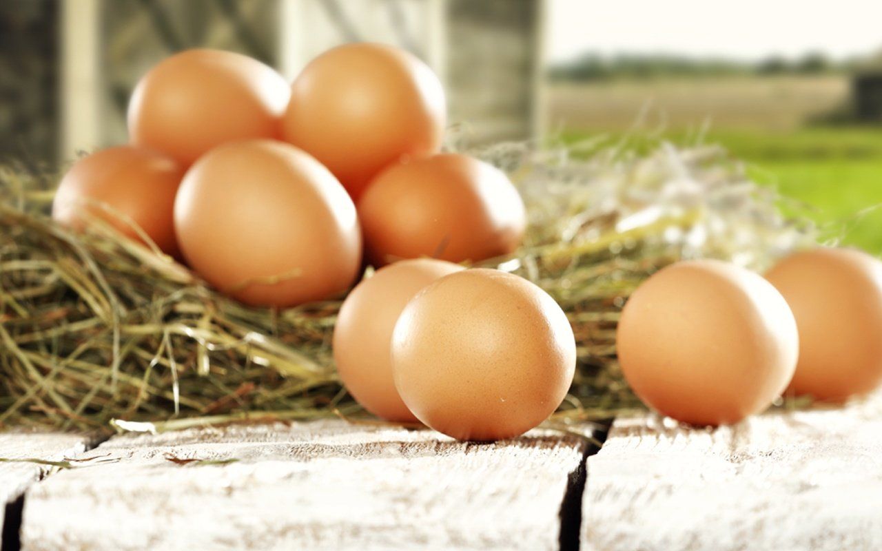 Two Paths to Organic, Farm Fresh Eggs