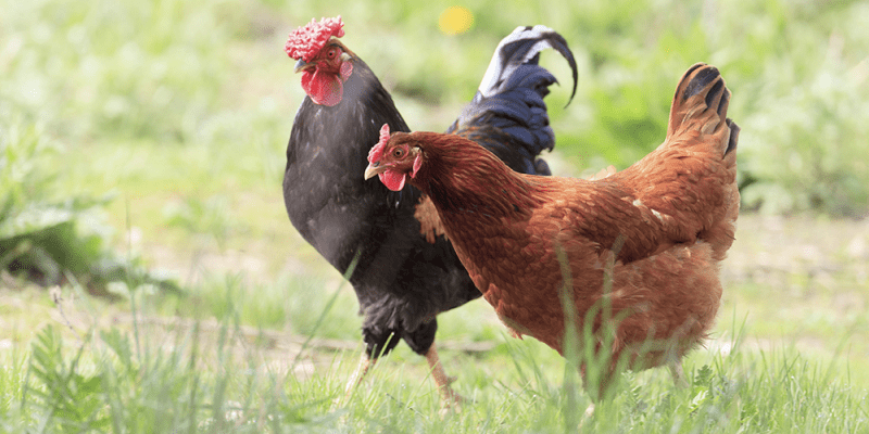 Summer Chicken Challenges: Tips to keep backyard chickens cool