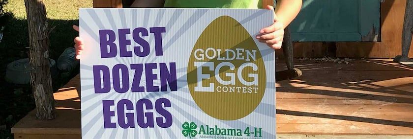 Can Your Hens Lay Golden Eggs?