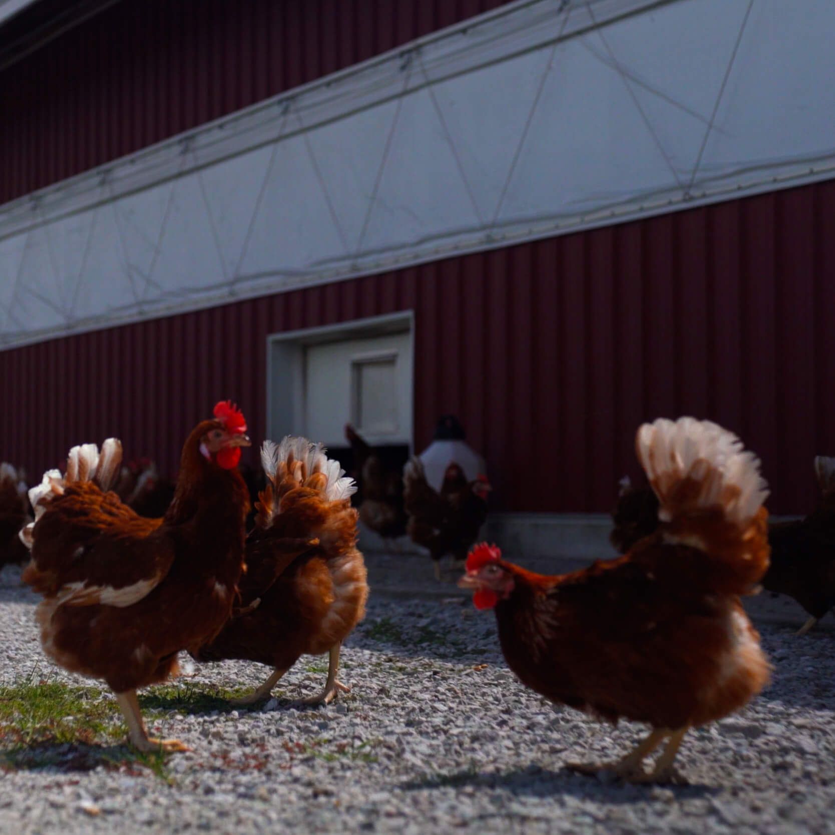 Building Better Barns