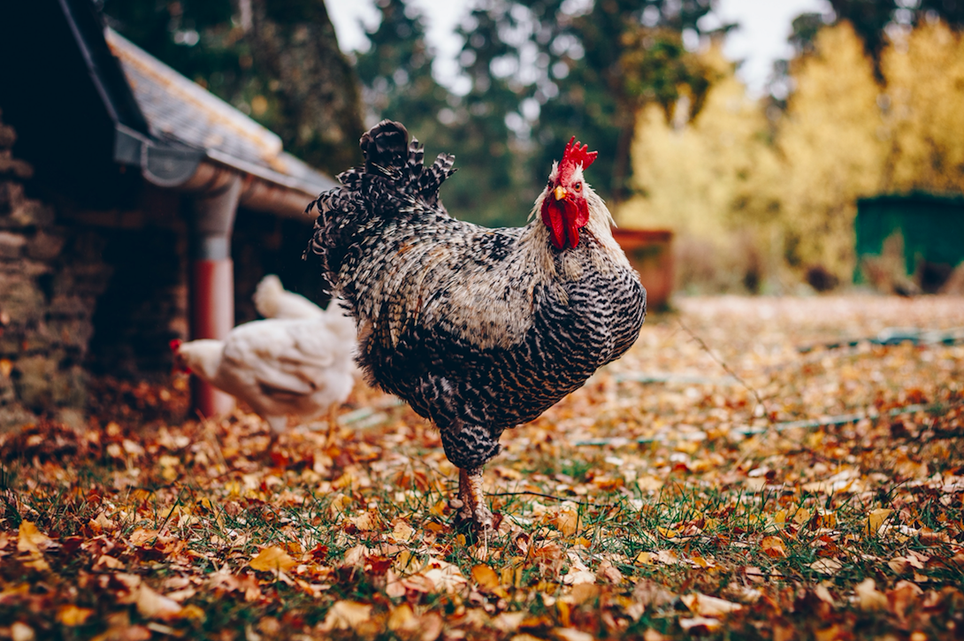 Free-Range Chicken Problems - Backyard Poultry