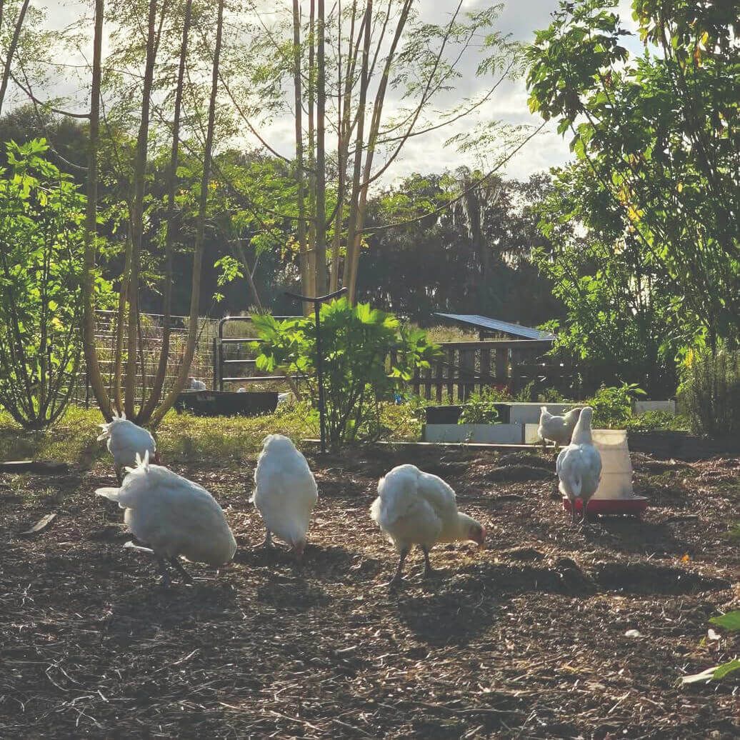 Integrating Chickens Into Fall Pastures