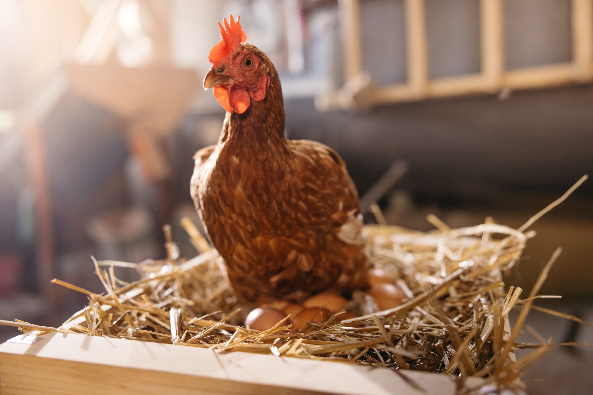 Does Pumpkin Seed Work as a Dewormer?